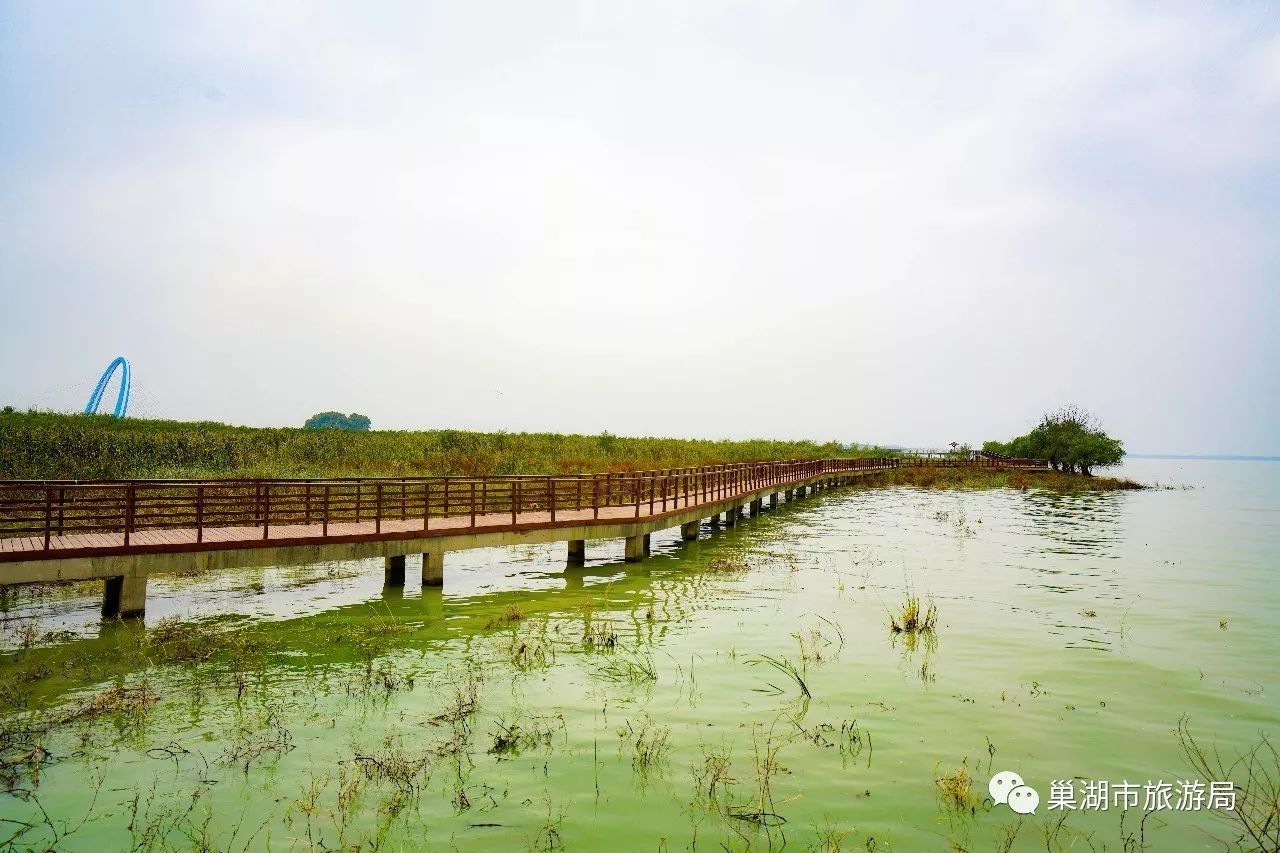 槐林湿地公园,环巢湖旅游的一道亮丽风景线!