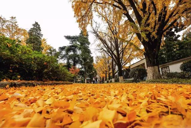 南京秋天最美的去处,这些地方真的美哭了!