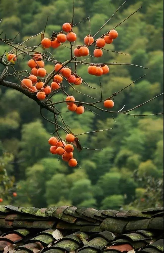 定定站在一山山柿子树下 看萧瑟秋风怎样退去它的青 看深秋暖阳怎样