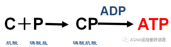 老司机必须了解的补剂-一水肌酸