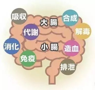 【健康】负责营养,情绪,免疫的竟是同一器官!99%的人