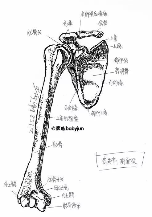 女患者手绘24张医学美图,精美绝仑!