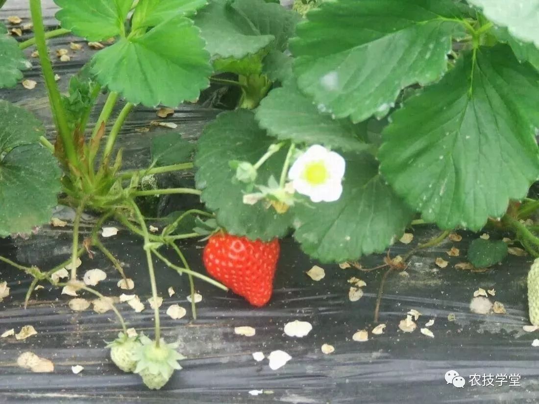 草莓生长过程图解-图库-五毛网