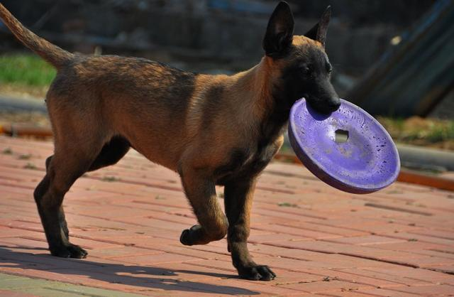 马犬以及马犬幼犬的一些训练方法,让马犬成为你的得力助手!