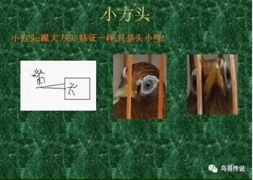 画眉鸟头型类型与对比