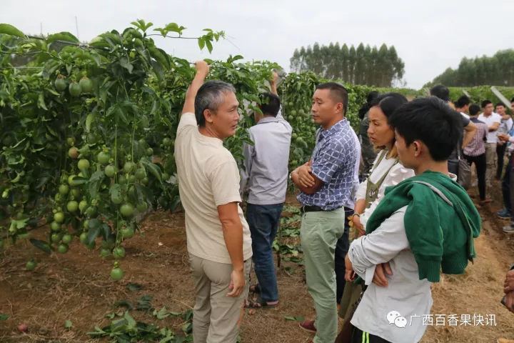 基地行百香果一年一种产量达50006000斤现场参观的种植户都震惊了