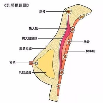 我们先来看一下乳房构造