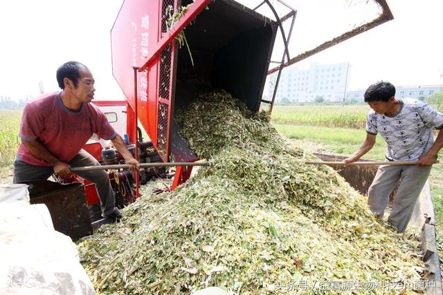 稻草喷怎么搭_稻草怎么画(2)