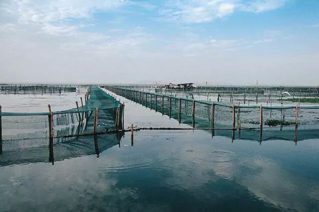 每年绝大部分出口的大闸蟹 都产自这个阳澄湖养殖基地 每只大闸蟹均