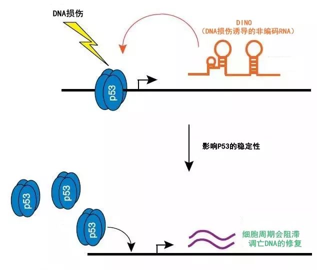 重大新突破 重庆科学家发现治疗癌症的关键