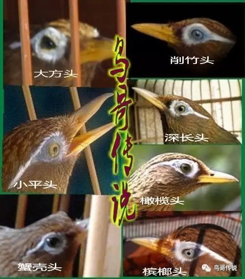 画眉鸟头型类型与对比