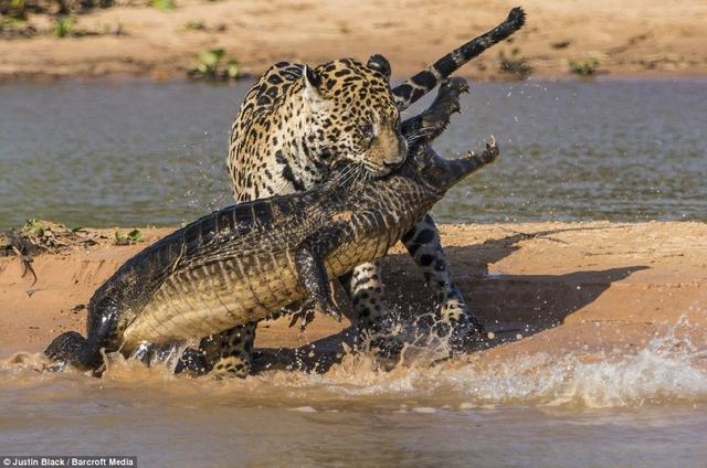 美洲豹喜欢吃鳄鱼