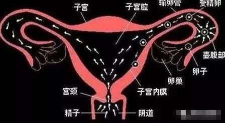 一个女人,没了子宫会怎样,真的"可以"不要它了吗?