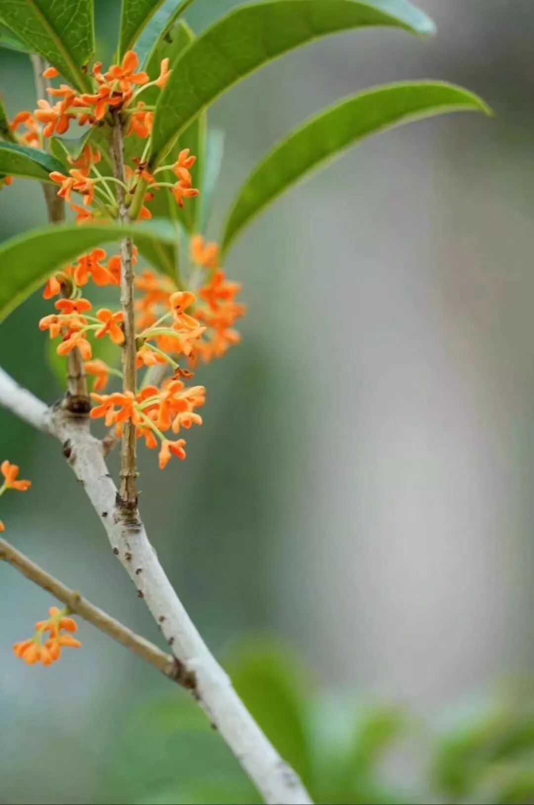 风舞桂花树,醉在飘雨季