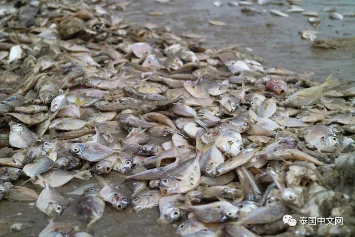 新闻 正文  据透露,未来几天,华欣海滩还会继续有大量海鲜被冲上岸.