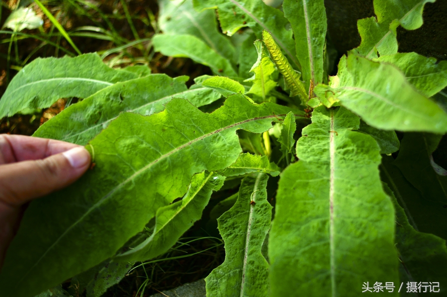 乡村两种很苦的野菜,都具有清热解毒的功效,您认识吗