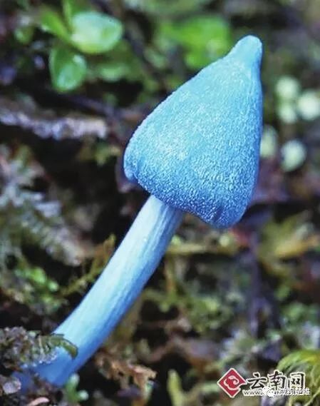 "蓝瘦香菇"被发现,云南现一蓝色蘑菇新种!