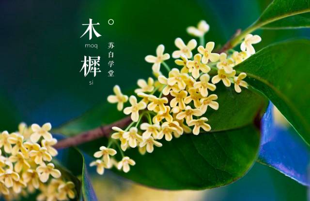 苏州话:聊聊木樨花(桂花)