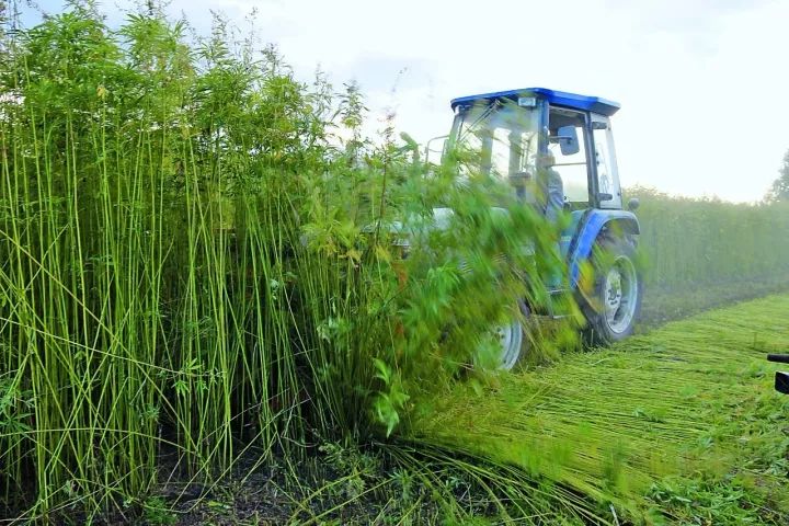 黑河的孙吴县作为有名的中国汉麻之乡高纬寒地麻质优良,韧性强,可纺性