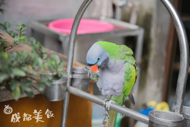 蜀山火锅酒楼电话_蜀山火锅西昌位置_成都蜀山火锅