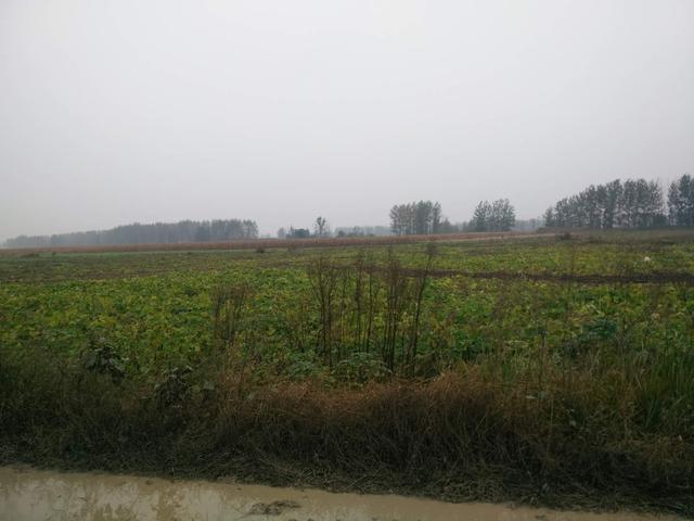 带你走进阜阳农村,看连续阴雨天对农业生产带来的影响