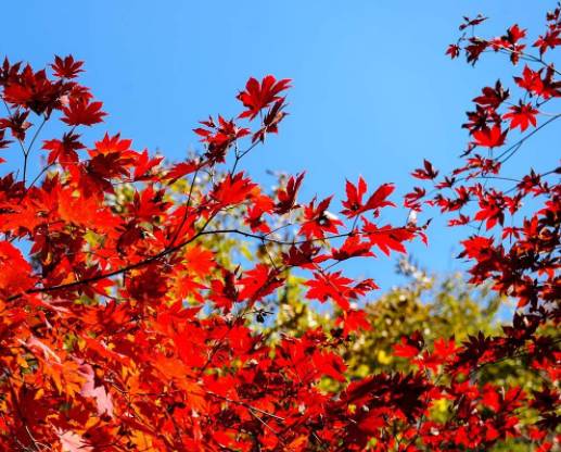 日本"红叶狩" 去人少景美的高山湖泊观红叶!