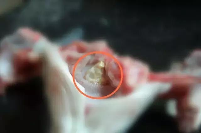 鱼惊石真正位置,是在鱼头位处青鱼咽喉部位牙齿上方的枕骨上.