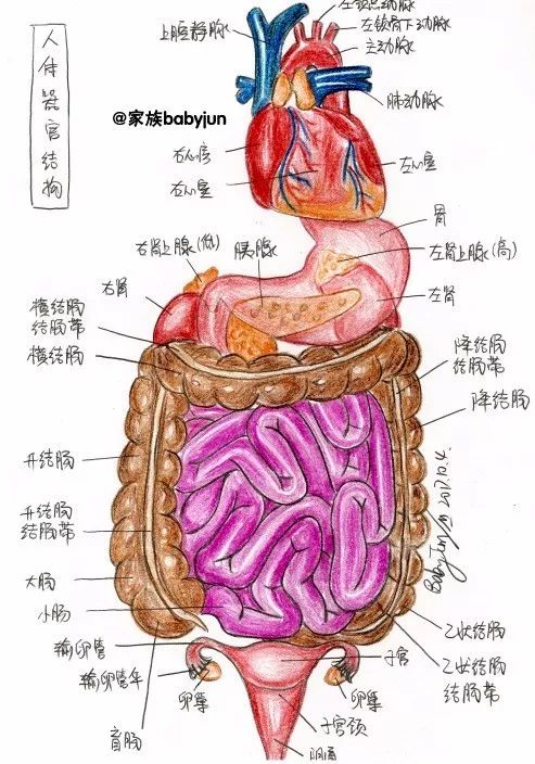 女性盆腔结构,女性生殖系统,卵巢的内部结构,人体器官结构