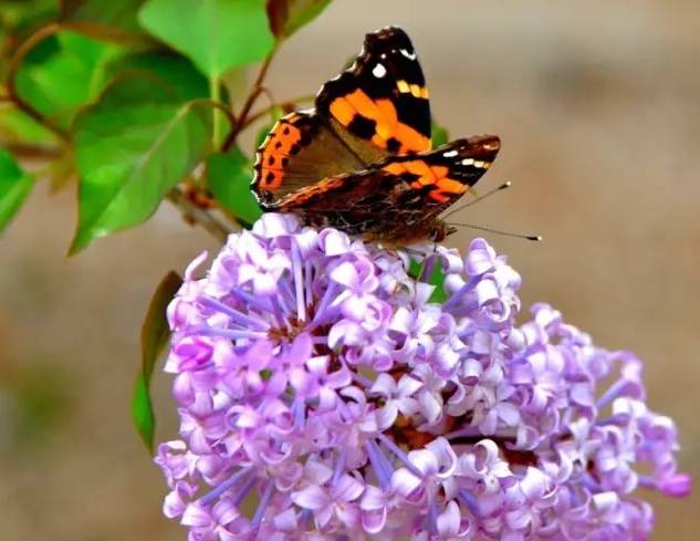 笛子丁香花好听死了含泪听完