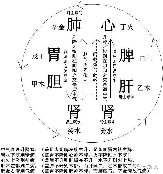 中医讲人体脏腑的气血运动图