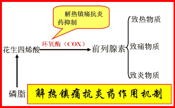 阿司匹林作用机制是抑制前列腺素合成所必需的环氧酶(cox,干扰了致热