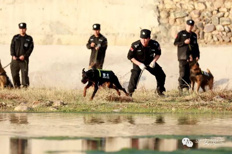 共有警犬12头,分别是"追踪犬"缉毒犬"搜爆犬"搜血犬"搜尸犬"