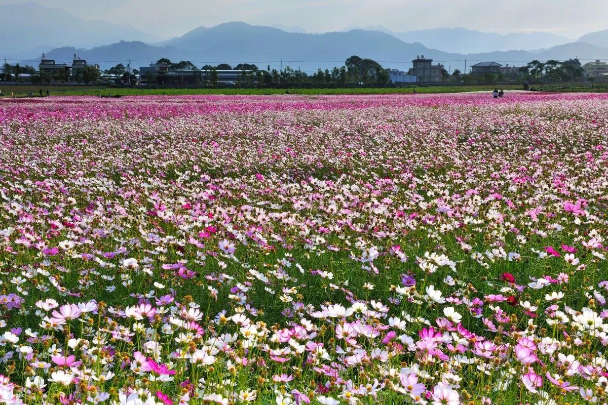 这里叫 名花谷,位于昆明市西山区三家村水库旁.