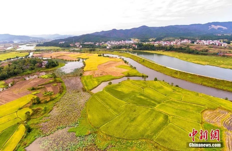 航拍江西都昌县土塘镇杭桥村大片稻田.傅建斌 摄