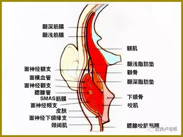 重要的面部解剖结构