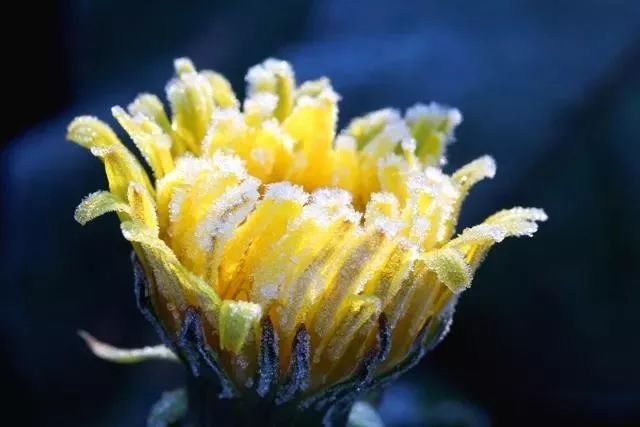 霜降时节,正是菊花盛开之际.此时,民间会举行菊花会.