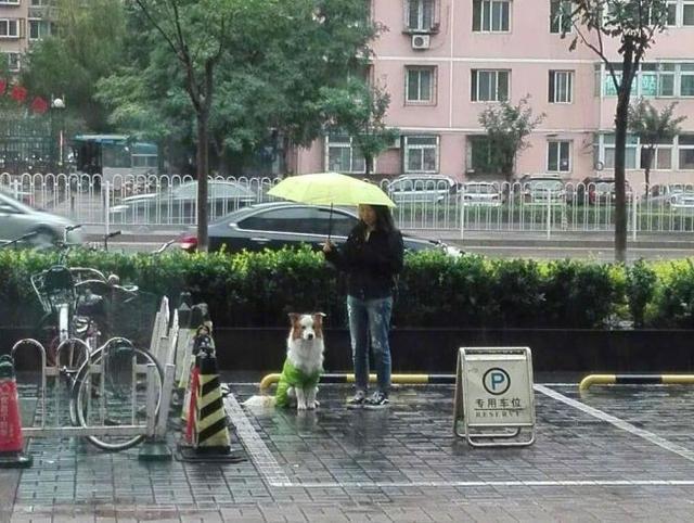 狗狗在门口淋雨等主人，路人小姐姐帮忙打伞遮雨...超暖的一幕！ 