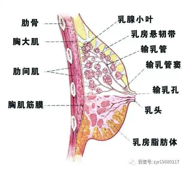 乳房出现"青筋" 是什么原因呢?