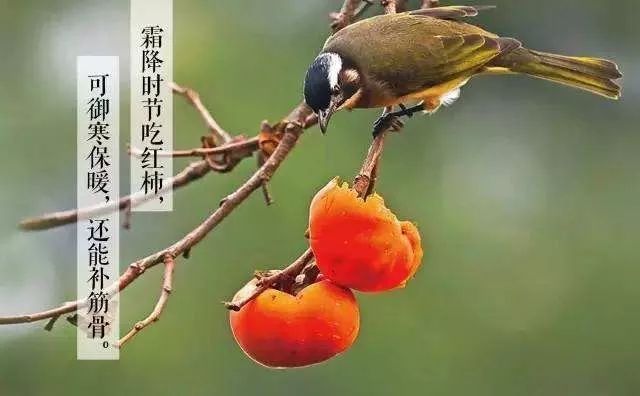 0提醒」霜降至,冬来到!河北气温大缩水,能不能抗住冬天,就靠这几招.