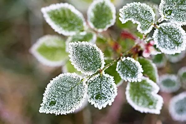 霜降节气含有天气渐冷,初霜出现的意思,是秋季的最后一个节气,也意味