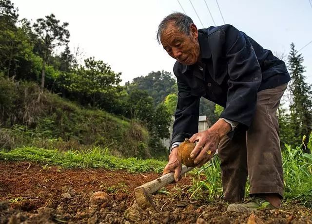 农村退休人口_孟加拉农村人口