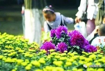 古有"霜打菊花开"之说,所以登高山,赏菊花,也就成为了霜降这一节令的