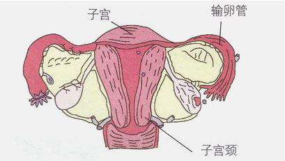 今天,我们就来了解下,这神奇又伟大的子宫在孕期的变化!