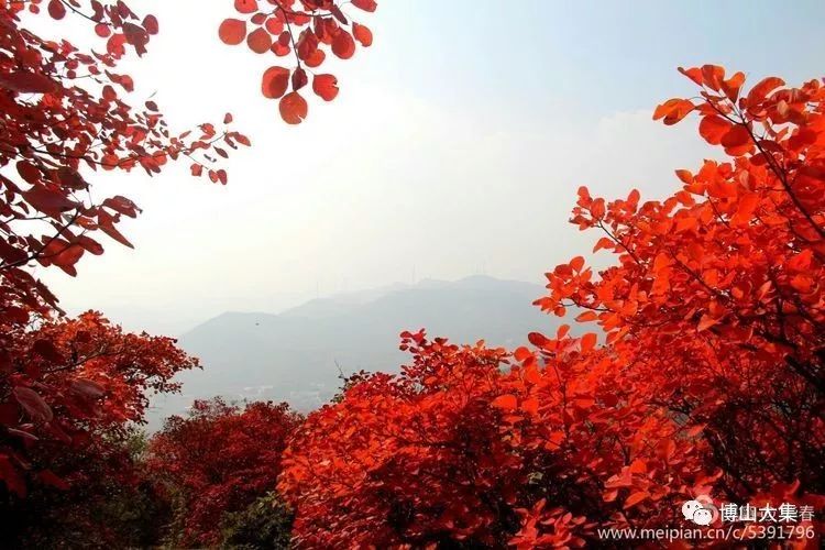 博山红叶美如画,岳阳山上叶正红!