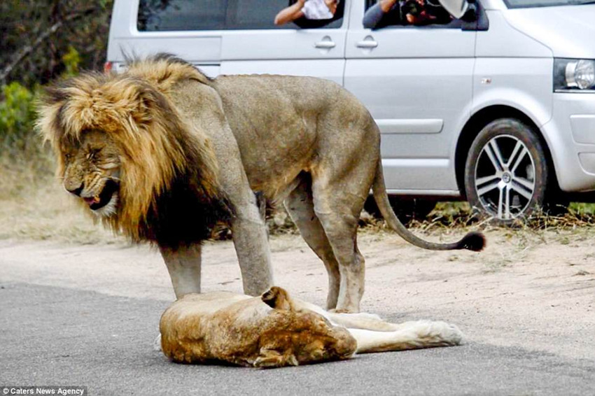 南非:两只狮子在马路中间交配 100辆汽车遭堵塞_搜狐新闻_搜狐网