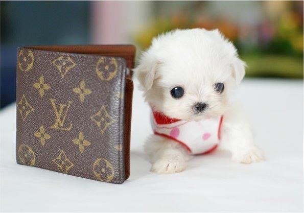 微小茶杯贵宾犬(tiny teacup poodle)体型更小,俗称"娇小"贵宾犬或"