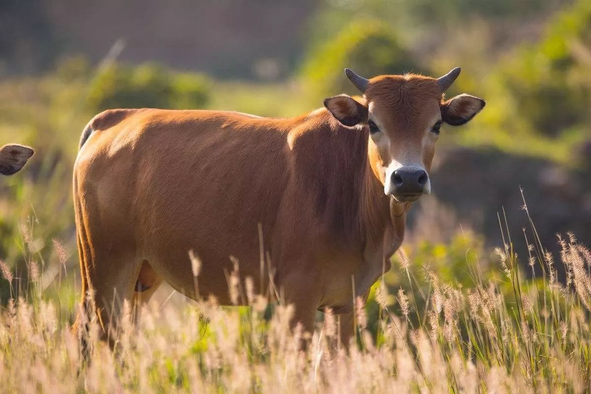 ▼ 特色牛排煲 仅选用来自蒙山的黄牛,天然放养,从小就在草原长大,吃