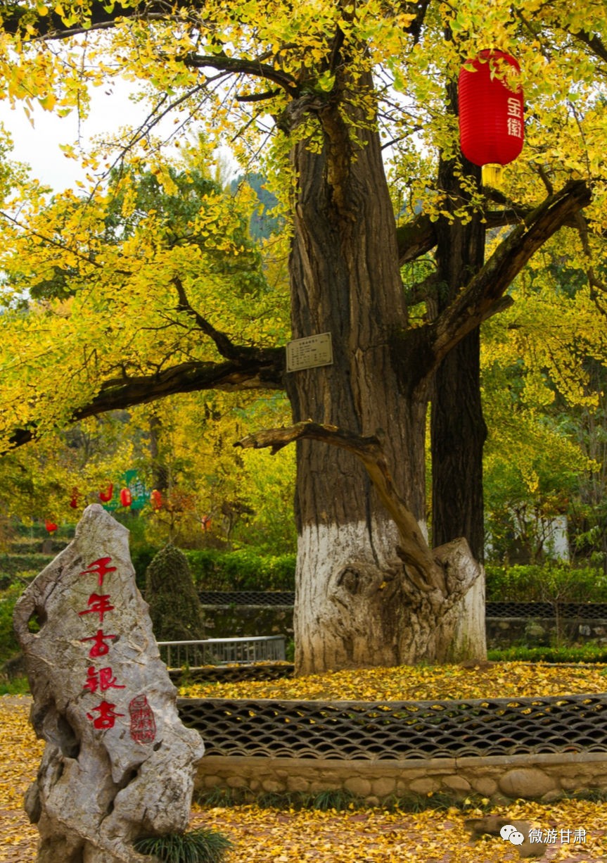 去西安看1400年古银杏还要预约?甘肃陇南3000年古银杏免费看!