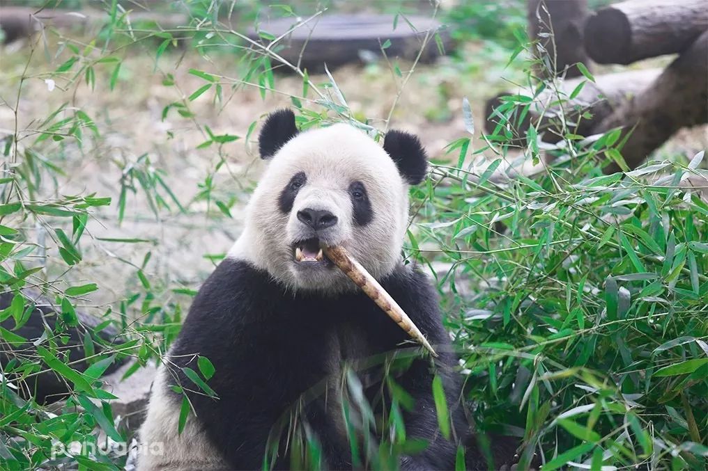 皇城根儿下的熊猫日常是什么?