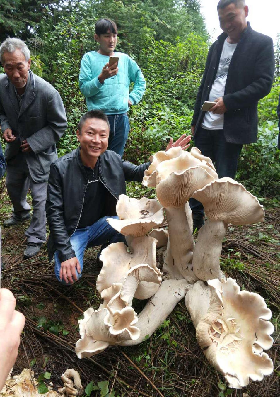云南惊现巨型可食用蘑菇 高近1米重100斤